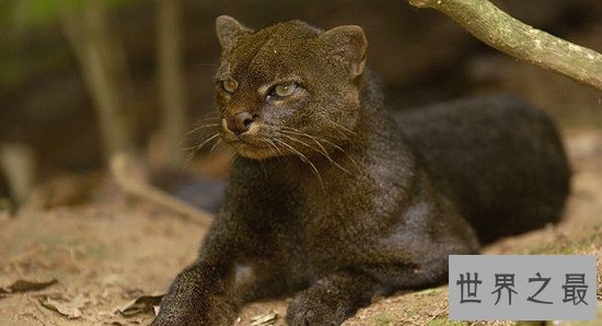 世界十大知名的野猫排行榜，此猫非家猫！