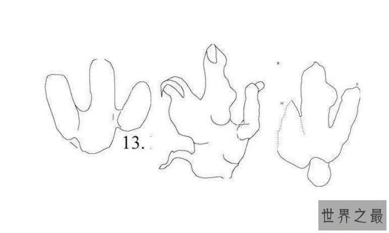 最新发现神秘足迹化石，侏罗纪末期的新物种