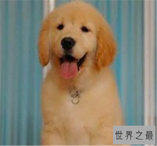 十大家庭犬排名，你是不是也想养一只小可爱呢