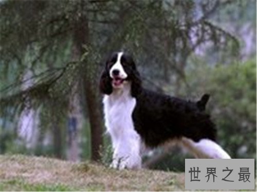 十大家庭犬排名，你是不是也想养一只小可爱呢