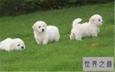 ​十大家庭犬排名，你是不是也想养一只小可爱呢