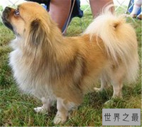 十大家庭犬排名，你是不是也想养一只小可爱呢