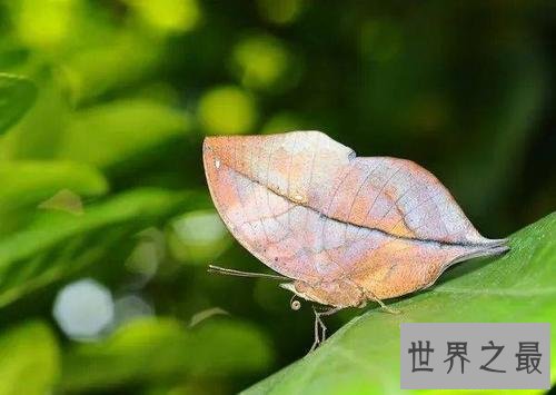 世界上最恐怖的动物，第一是世界最毒的生物