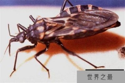 ​世界十大吸血鬼生物 壶夜蛾会反复叮咬，水蛭在乡村很常见