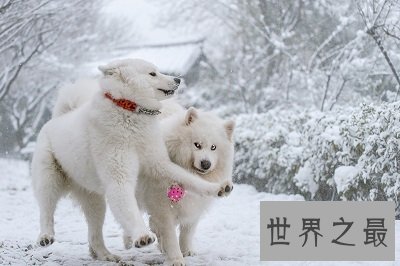 作为雪橇三傻之一的迷人天使的萨摩耶好养吗