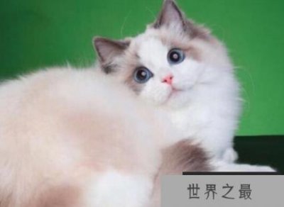 ​世界上最昂贵的猫 竟然能卖到80万