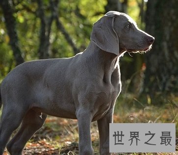 有着特殊外表最适合捕猎的波音达猎犬是怎样的