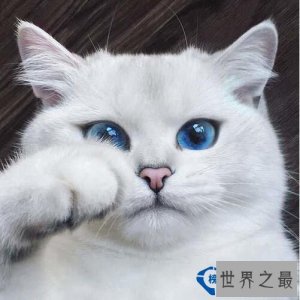 ​世界上最漂亮的猫眼睛，美的让人窒息的蓝眼睛【组图】