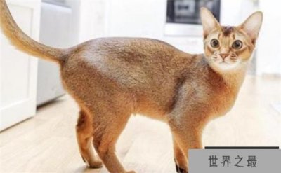 ​世界上最高血统的猫 阿比西尼亚猫（高贵血统）