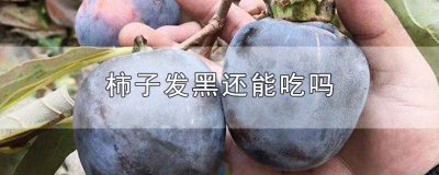 ​柿子发黑还能吃吗图片 柿子发黑还能吃吗有毒吗