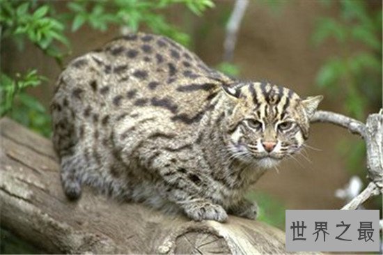 动物界十大凶猛野猫 眼神犀利让人感到害怕