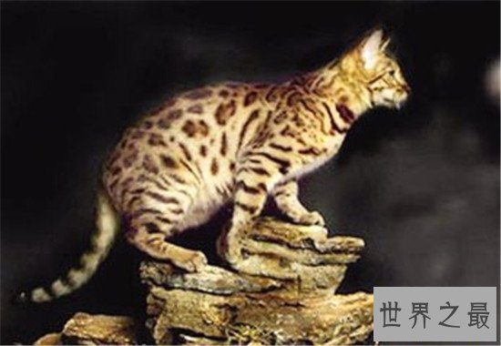 动物界十大凶猛野猫 眼神犀利让人感到害怕