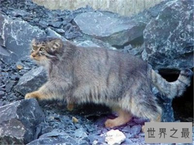 ​动物界十大凶猛野猫 眼神犀利让人感到害怕