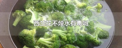 ​西兰花可以不焯水吗? 西兰花可以不焯水吗