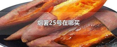 ​烟薯25号在哪买便宜 烟薯25红薯哪里买