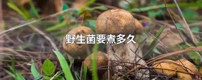 ​野生菌要煮多久