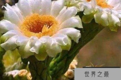 ​世界上十大最美花排名，杜卡普尔花夺得花魁