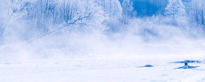 ​雪莲在高原还是悬崖 雪莲在高原还是悬崖上生长