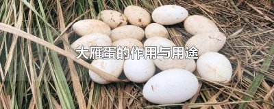 ​大雁蛋为什么那么便宜 有大雁蛋吗