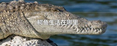 ​鳄鱼生活在哪里?的英文翻译 鳄鱼生活在哪里?的英文怎么说