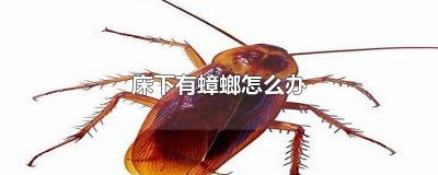 ​床里有蟑螂怎么办 床上也有蟑螂怎么办