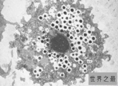 ​生存在海底1万米下的生物，巨型阿米巴虫