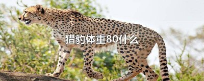 ​猎豹体重多少千克每小时跑多少米 猎豹体重多少千克每小时跑多少米正常