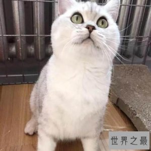 ​英国短毛猫好养吗 英短猫和美短猫的区别