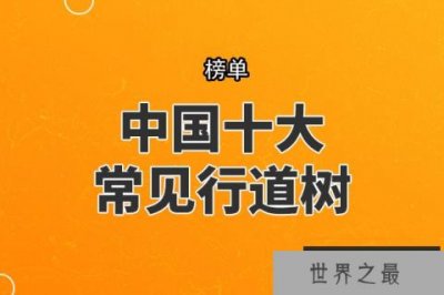 ​中国十大常见行道树，银杏树上榜，第四最为常见