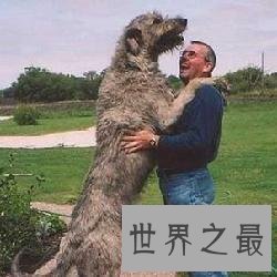 最高大的巨犬——爱尔兰猎狼犬