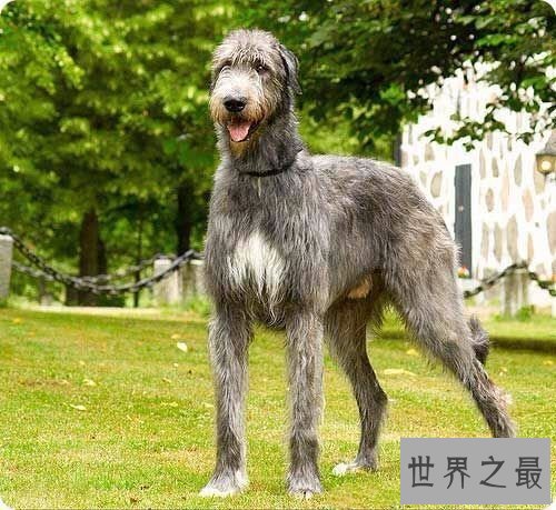 最高大的巨犬——爱尔兰猎狼犬