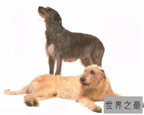 最高大的巨犬——爱尔兰猎狼犬