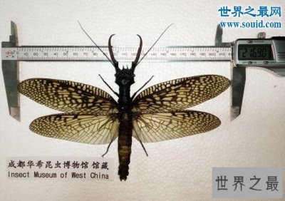 ​世界上最大的水生昆虫，越中巨齿蛉(21.69厘米)