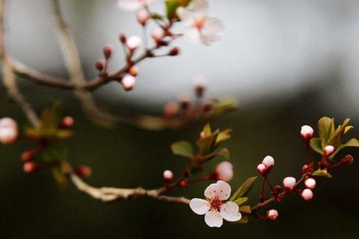 《蝶恋花·春景》全文赏析 背景故事介绍