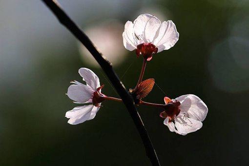 《蝶恋花·春景》全文赏析 背景故事介绍