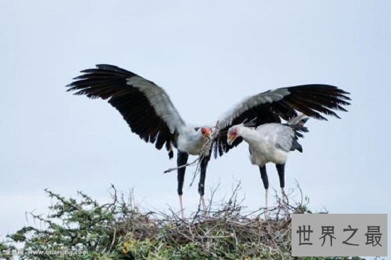 眼镜王蛇最害怕的动物，个个都是捕蛇能手