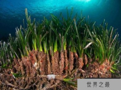 ​世界最大植物：藏身海底总长180公里