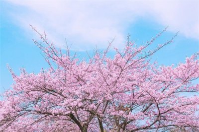 ​灵异故事:樱花鬼树（日本樱花鬼故事）