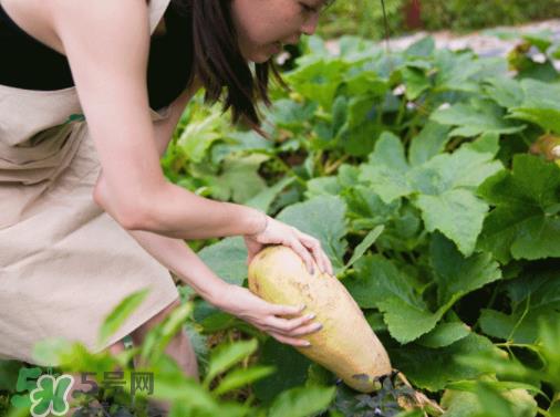 入伏种什么菜？入伏适合种哪些蔬菜？