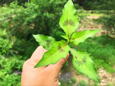 ​农村墙角下的辣蓼草，是一种天然的杀虫剂，泡出来的柿子非常好吃