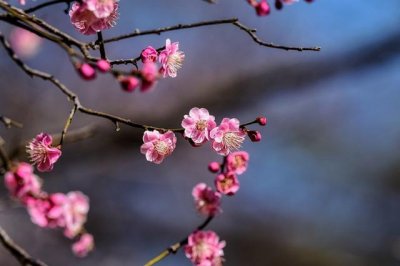 ​盘点中国十大名花排名，附：雅称和别称