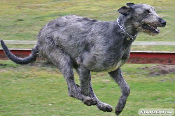 十大巨犬排名 大狗都在这里集合了