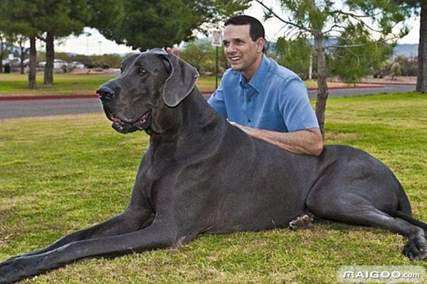 十大巨犬排名 大狗都在这里集合了