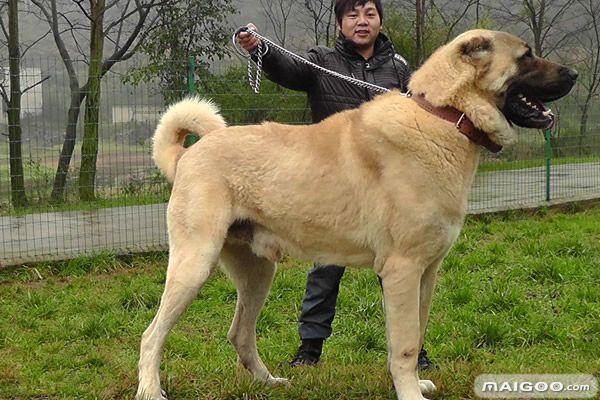 十大巨犬排名 大狗都在这里集合了