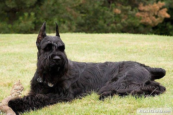 十大巨犬排名 大狗都在这里集合了