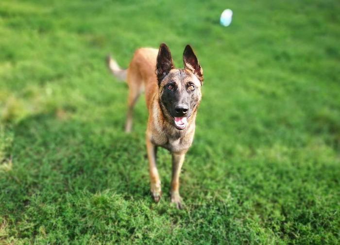 世界十大猎犬排行,德牧只排倒数,排名第一是个“战斗狂”!