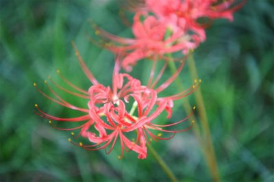 ​彼岸花的叶子，彼岸花的叶子图片