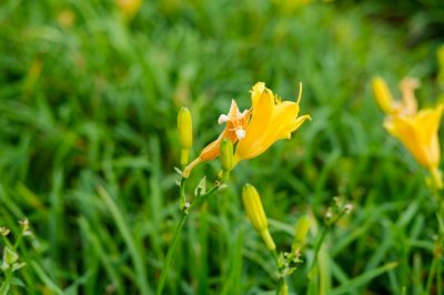 ​喀什适合养什么花，市花和市树是什么