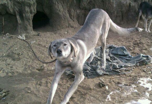 我国杀伤力最强大的细犬，也是世界上体型最大的细犬