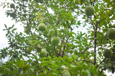 ​柚子北方可以种植吗